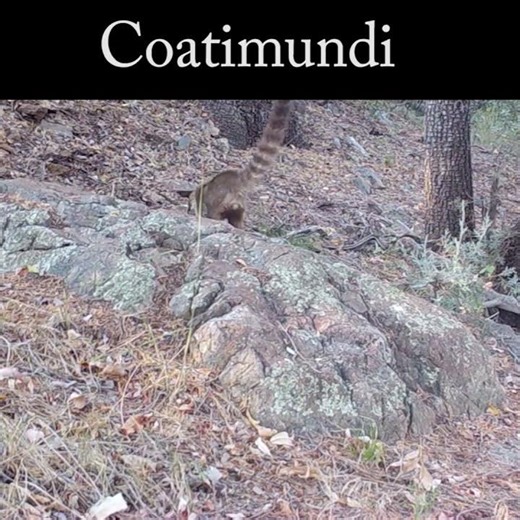 Coatimundi feeding #highdesertwildlife