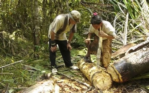 马来西亚传统西米制作工艺（Making Sago at Long Beruang, Sarawak, Malaysia）