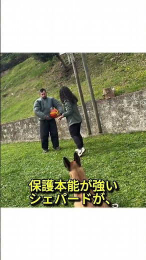 これがシェパードの本能…