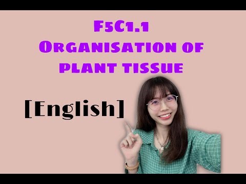 [ENG] SPM BIOLOGY F5C1.1 ORGANISATION OF PLANT TISSUE