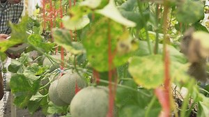 Smart farm, Farmer using tablet computer control agricultural system in greenhouse before harvest.