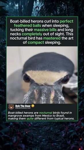 Bird Turns Into Perfect Sleeping Ball