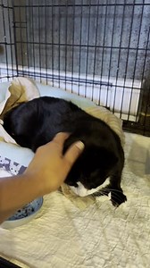 3K views · 292 reactions | If poor Noah didn't have bad luck, he'd have no luck at all! He's been adopted 4 times, and through no fault of his own, he's back in our loving arms yet again. Learn more about this senior sweetheart here: https://www.petfinder.com/cat/noah-56718658/ny/middletown/pets-alive-ny85/ | Pets Alive | Facebook