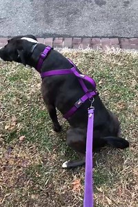 280K views · 49 reactions |  need a walk? There's an app for that! | Wag | Facebook