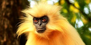 What Are These Animals Of The Himalayas?