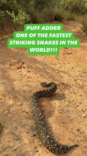 47K views · 18K reactions | This snake might look slow and lazy, but...