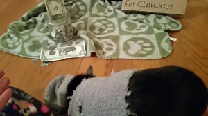 41K views · 2.8K reactions | *****Will "Sit Pretty" for chicken*****...