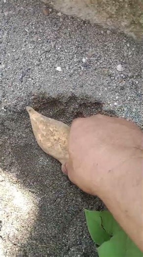 Pembuatan Bibit Ubi Jalar Madu yang Benar! Cepat Tumbuh & Siap Tanam di Rumah