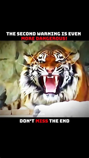 Tiger Gave Two Warnings, But They Ignored It... 🐅😱#TigerWarning #TigerRoar #AngryTiger