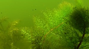 Greater bladderwort or common bladderwort Utricularia vulgaris, insectivorous plant in Yalpug lake, Ukraine