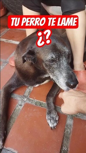 "¿Sabías por qué tu perro te lame así? 🐾"
