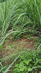 21K views · 233 reactions | Fan type nozzle #SprayToCompare #PMisTheBestKEY #highlightsシ゚ | Sugarcane Master Vlog | Facebook