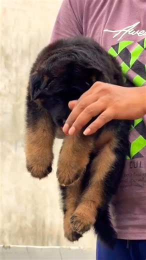 CAPTION📞 8810623046 | GSD Puppy Available 🐕 Healthy, Vaccinated & Dewormed | Male & Female #gsdlover