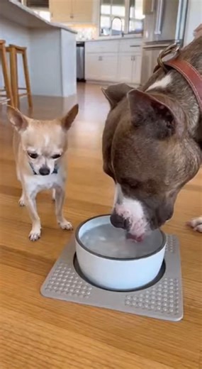 Brain freeze… but make it DOG edition 🧊🤣🐶 | Dog Lover Club