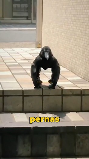 620K views · 19K reactions | Zoom Selvagem on Reels | Facebook