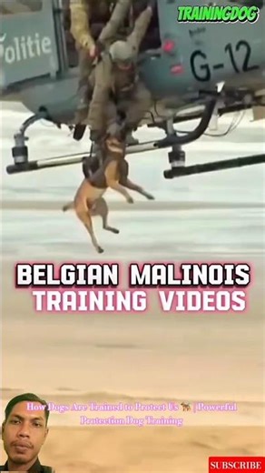 How Dogs Are Trained to Protect Us 🐕‍🦺 | Powerful Protection Dog Training #k9master #germanshepherd