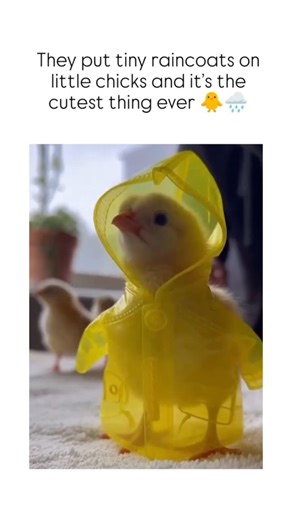 They put tiny raincoats on little chicks and it's the cutest thing ever