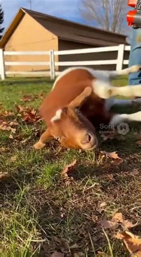 🐐🍂 Leaf Blower Turns On… Goat Instantly Tips Over 😂