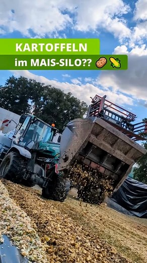 Hof Stefan Vogelsang on Instagram: "Direkt mit ins Maissilo: wir haben Kartoffeln als Stärkeausgleich für den mageren Silomais 2025 direkt mit ins Maissilo geschreddert, damit unsere Kühe eine ausgeglichene Futterration bekommen 🐄 #kartoffeln #maisernte2025 #maisernte #maishäckseln #Landwirtschaft #agrar #maissilo #futterfürdiekühe"