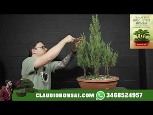 HOW TO TRANSFORM CYCLAMEN INTO A BONSAI GROVE