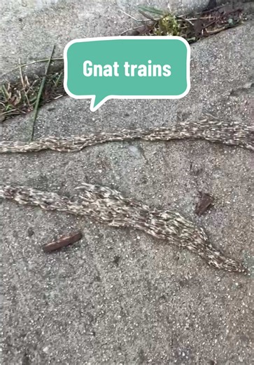 Well, that's one way to get from Charlotte to Raleigh! Have y'all ever seen these on your afternoon walk? These are fungus gnats in the larval stage, and they're creating a train to get to a more suitable habitat. Eventually, they'll become the small gnats you're used to seeing around trees and house plants. Thanks to our good friends for the quality bug content! #greensboropestcontrol #pestcontrol #greensboro #winstonsalem #ants #mice #cockroaches #highpoint #gnats #fungusgnats #triad #ncpestco