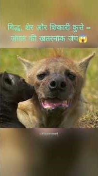 जंगली कुत्तों की रानी: जंगल में एक मां का संघर्ष😱 #shorts