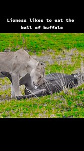 I always wonder why lions prefer to eat this part first 女 #AnimalBehavior #WildlifeMystery #PredatorHabits #Animal #Wildlife | Himalayadiary.com | Facebook