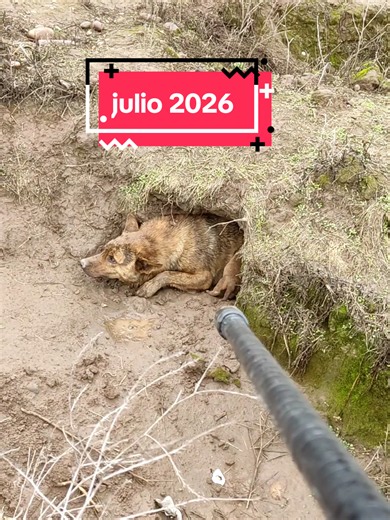 # rescate de perrita #datdog chile #rescate animal #dardos #cerbatana | animal rescue