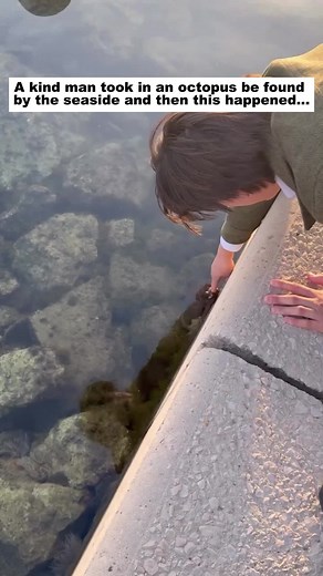 Seaside Rescue: Man Befriends Octopus After Finding It
