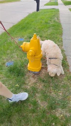 Dog walking his sister 🐕😂 #shorts #dog #funny