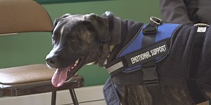 Street Dog Coalition provides vet care for pet owners facing homelessness