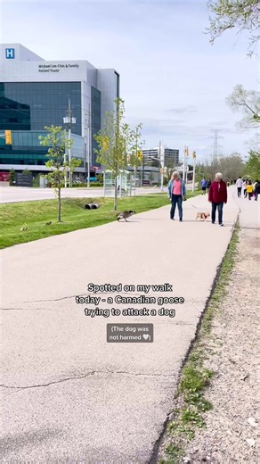 The dog is okay, and continued his walk 🤍 #canadiangeese #canadiangeeseareback #geese #canada