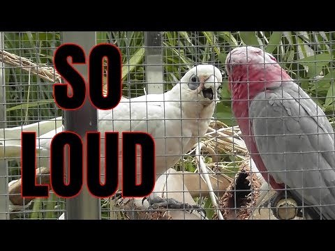Corella and Galah Noise | SO LOUD!!! Play this to your birds ANTI ASMR
