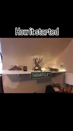 Pelfs Pets on Instagram: "If you build it, they will come! 😆 #centipedekeeper #pettarantula #tarantulakeeper #arachnidsofinstagram #scolopendrasofinstagram"