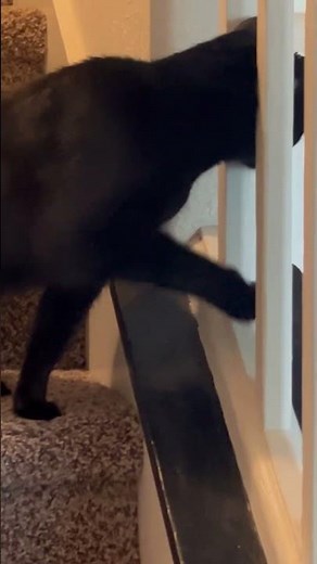 Hello, Fire the Cat