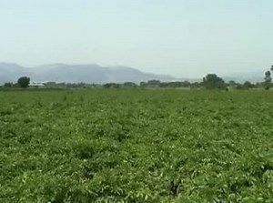 Potato harvester IMAC 7580RB25 01 Scavaraccoglipatate