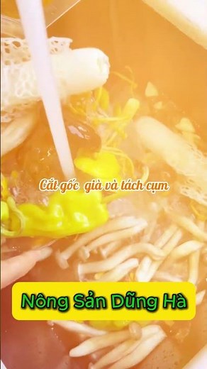 Nấm Lộc Nhung – Giòn Ngọt Tự Nhiên, Phù Hợp Cho Lẩu Và Món Healthy
