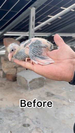 Baby pigeon growth to adult #birds #pigeon