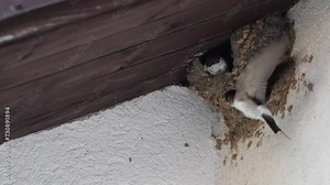 Young house swallows observe from their nest hole. Slow motion.