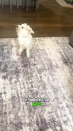 616K views · 10K reactions | I Believe The Dog!  Subscribe Y’all for More Exclusive Content!  Vid Submit by FanFam @pretty_schnauzer ❤️ #Voiceover #voiceovers #viralvideos #viralpost #trendingmemes #foryou #foryoupage #edgymemes #edgymemesdaily #funnymemes #funnyvideos #wholesomememes #funnyclips #funniestmemes #funnyvideosdaily #hoodmemes #memesdaily #pixar #disney #discoverychannel #bbc #amazonpets #chewy #petco #chewychattypets #rxckstxr | Rxckstxr | Facebook