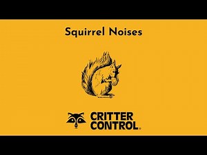 Squirrel Noises | What Noises Do Squirrels Make?