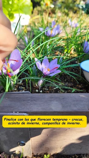 Cómo estratificar (apilar en capas) bulbos de primavera #rosas #flores #jardinagem #cursodejardinagem #dicasdejardinagem #plantas #gardenizi | Jardin Nova