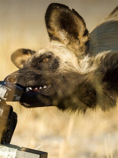 Lions do pose a threat to African Wild Dogs They’ll kill wild dogs if they get the chance, especially pups left unguarded. But lions don’t hunt wild dogs for food. It's more about removing competitors. Even so, wild dogs have figured out how to exist alongside them, just as hyenas, cheetahs, and jackals do. It's not about avoiding conflict entirely—it's about surviving it. . . Looking to visit East Africa. Let Us Help You Plan Your Safari Now! - The Link is in Our Bio . . . #MagicalKenya #LiveTh