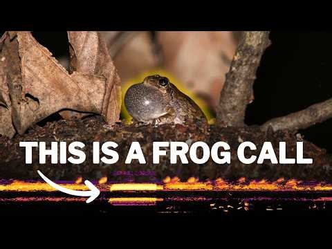 Spectrogram Explained: Seeing the Sounds of a Swamp