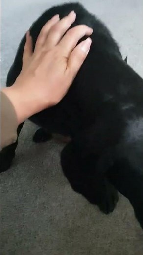 signs your dog has mastitis get vetinery care immediately!