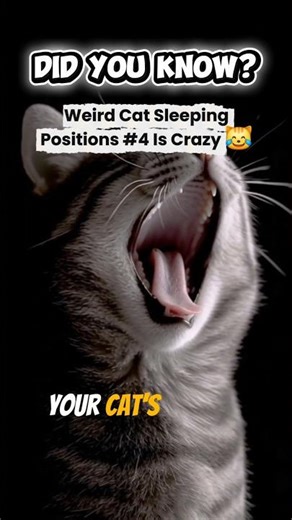 Weird Cat Sleeping Positions Explained! #4 Is Crazy 😹 #CatFacts #CuteCats #PetBehavior