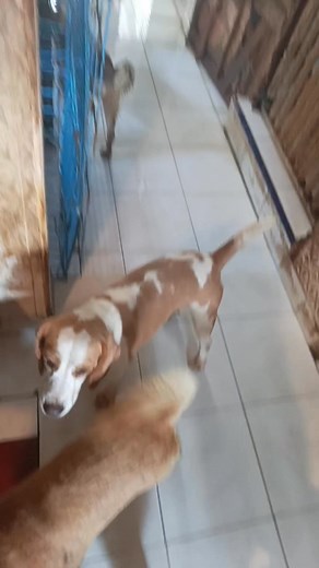 14 reactions | Deks Bali on Reels | Facebook