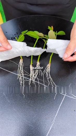 The simplest and fastest rose-cutting method for quick rooting.#Propagation #GardeningHacks