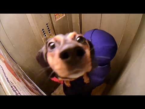 UNUSUAL MEMES COMPILATION V299