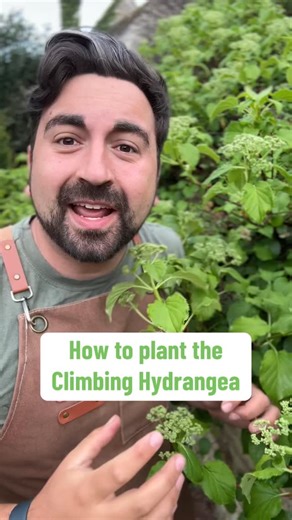 Gardening with Ish on Instagram: "A climbing plant that not only thrives in the shade but clay soil too! Yes it’s the climbing hydrangea. This versatile garden plant is a great climber that offers a burst of white flowers every year too. A hardy plant that’ll thrive in most gardens. My gardening tips for beginner gardeners will help you find the best place to plant your climbing Hydrangeas #gardeningtips #gardeningforbeginners #gardener #climbingplants #hydrangea #hydrangeas"